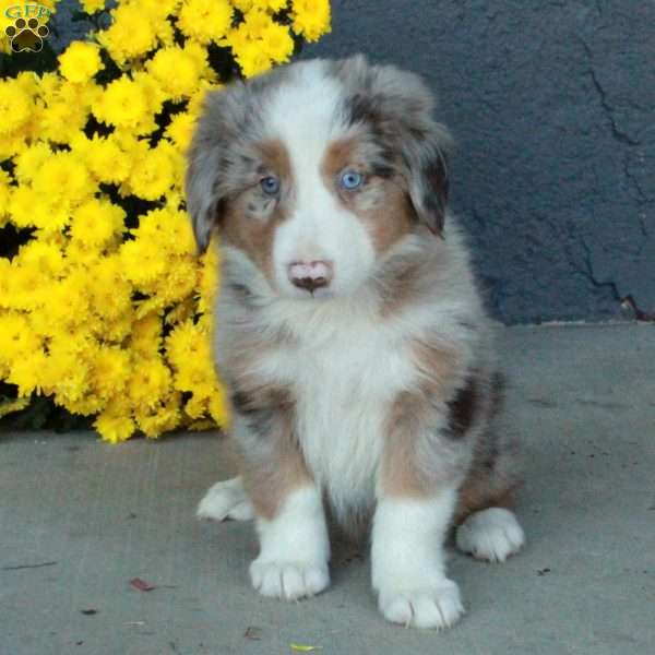 Haven, Australian Shepherd Puppy