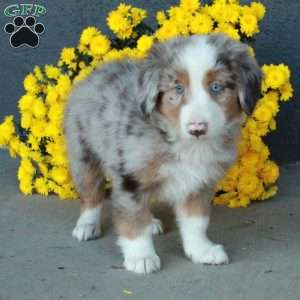 Haven, Australian Shepherd Puppy