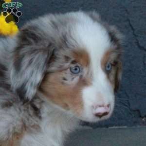 Haven, Australian Shepherd Puppy