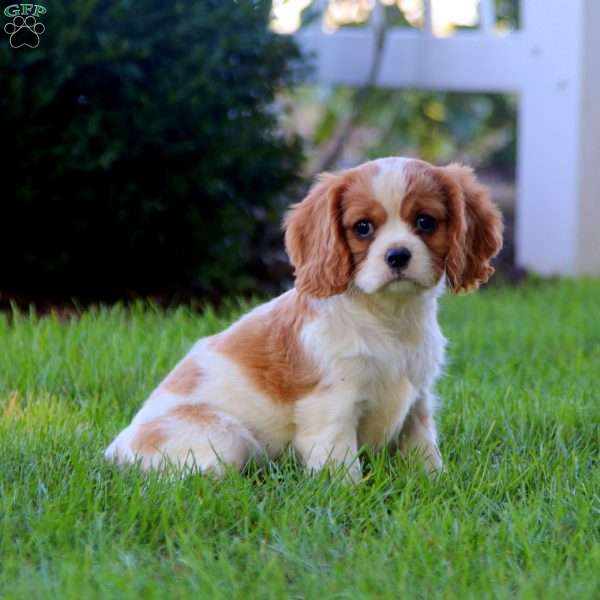 Haven, Cavalier King Charles Spaniel Puppy