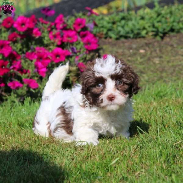 Haven, Shih-Poo Puppy