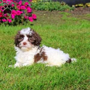 Haven, Shih-Poo Puppy