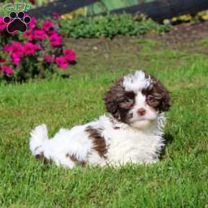 Haven, Shih-Poo Puppy