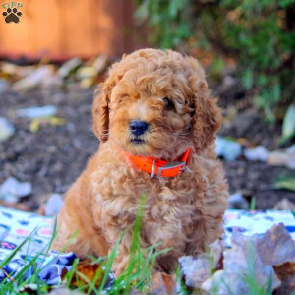 Hayes, Cockapoo Puppy