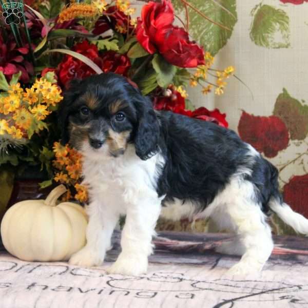 Hayes, Cavapoo Puppy