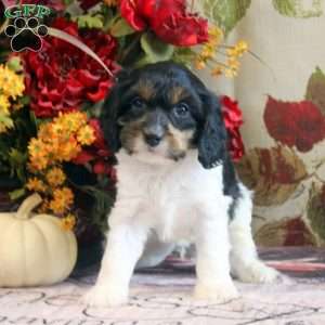 Hayes, Cavapoo Puppy