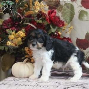 Hayes, Cavapoo Puppy