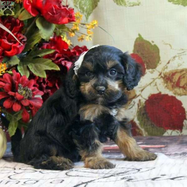 Hazel, Cavapoo Puppy