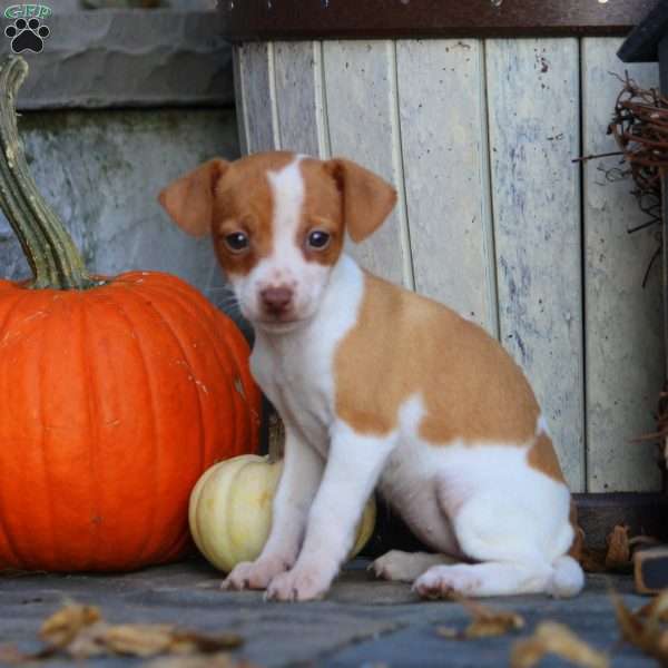 Hazel, Jack Russell Mix Puppy