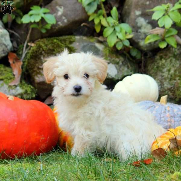 Hazel, Havanese Mix Puppy