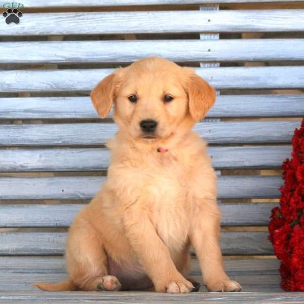 Heather, Golden Retriever Puppy