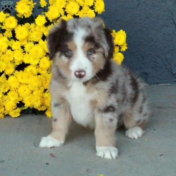 Hector, Australian Shepherd Puppy