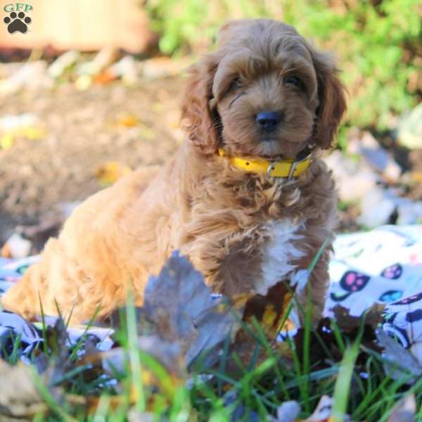 Hector, Cockapoo Puppy