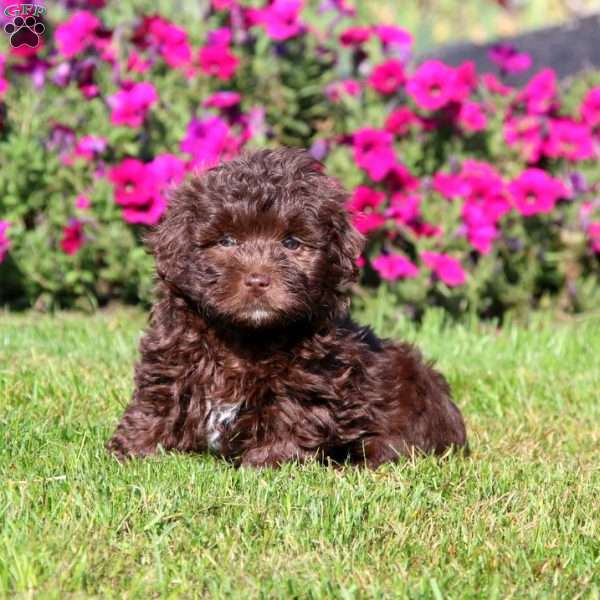 Heidi, Shih-Poo Puppy