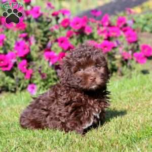 Heidi, Shih-Poo Puppy