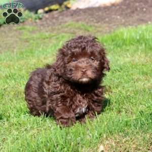 Heidi, Shih-Poo Puppy