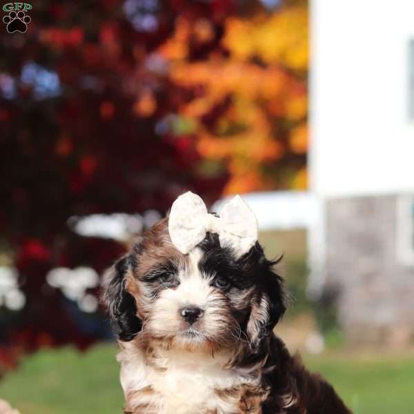 Helen, Cavapoo Puppy