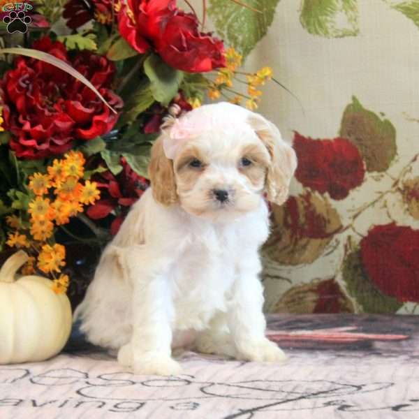 Helena, Cavapoo Puppy