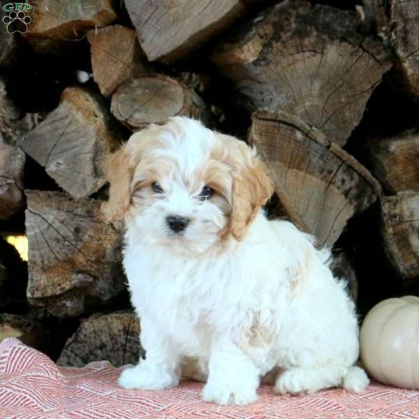 Henry, Cavachon Puppy