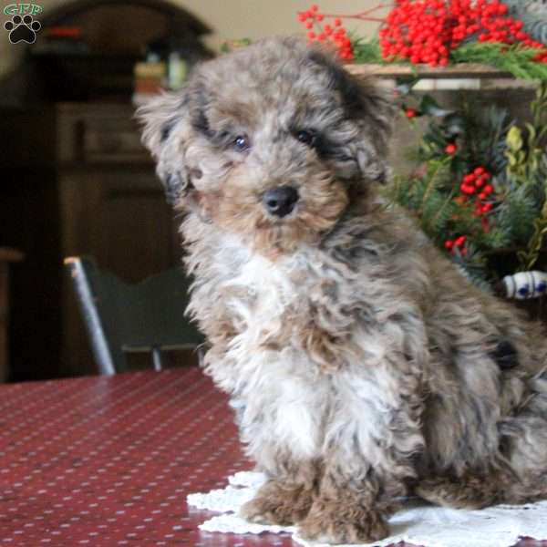Henry, Miniature Poodle Puppy
