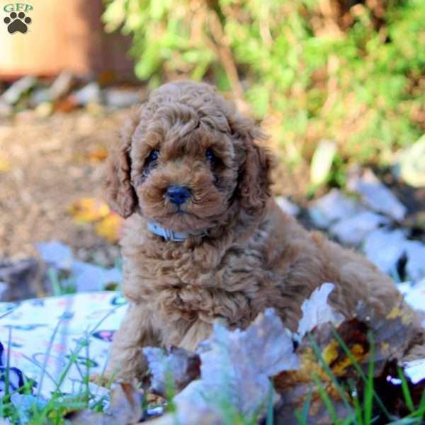 Henry, Cockapoo Puppy