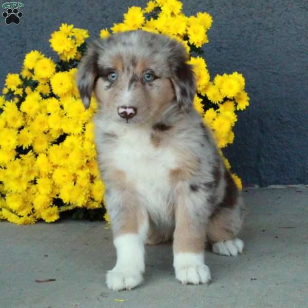 Holland, Australian Shepherd Puppy