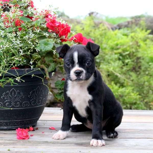 Holland, Boston Terrier Puppy