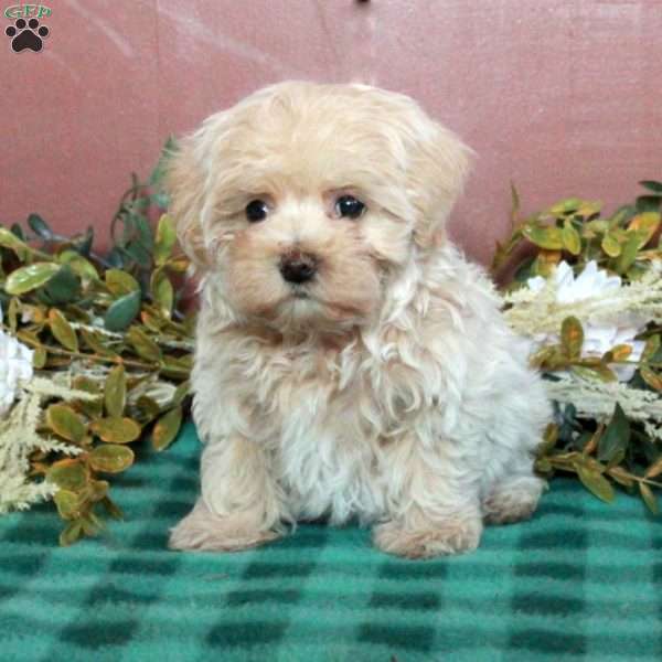 Holly, Maltipoo Puppy