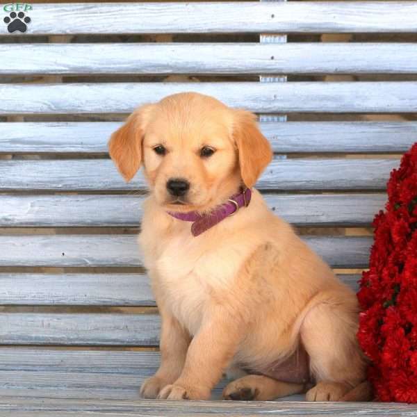 Holly, Golden Retriever Puppy