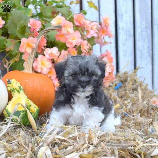 Holly, Havanese Puppy