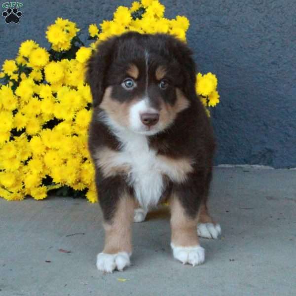 Holly, Australian Shepherd Puppy