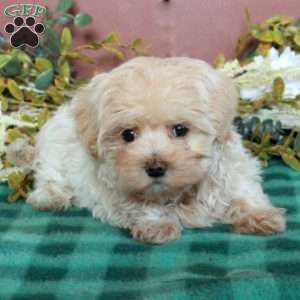 Holly, Maltipoo Puppy