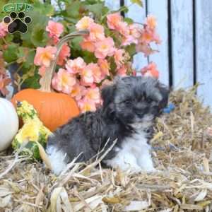 Holly, Havanese Puppy