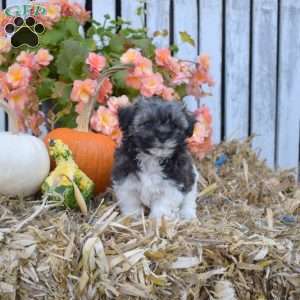 Holly, Havanese Puppy