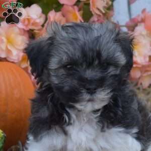 Holly, Havanese Puppy