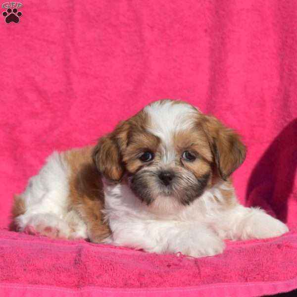 Honey, Shih Tzu Puppy