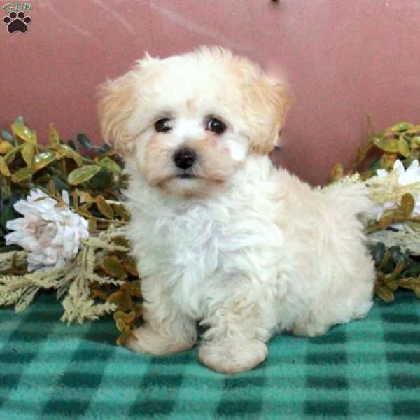 Honey, Maltipoo Puppy