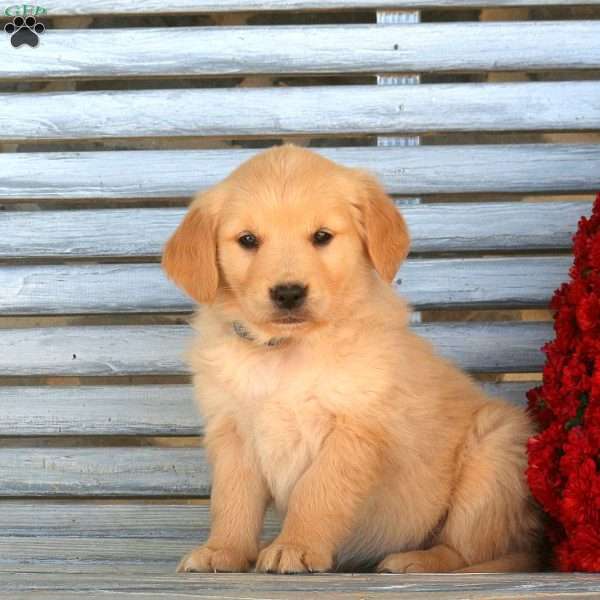 Honey, Golden Retriever Puppy