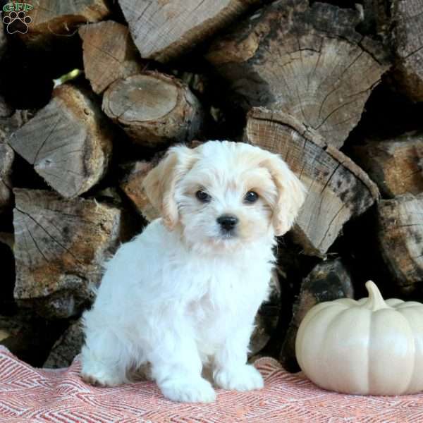 Honey, Cavachon Puppy