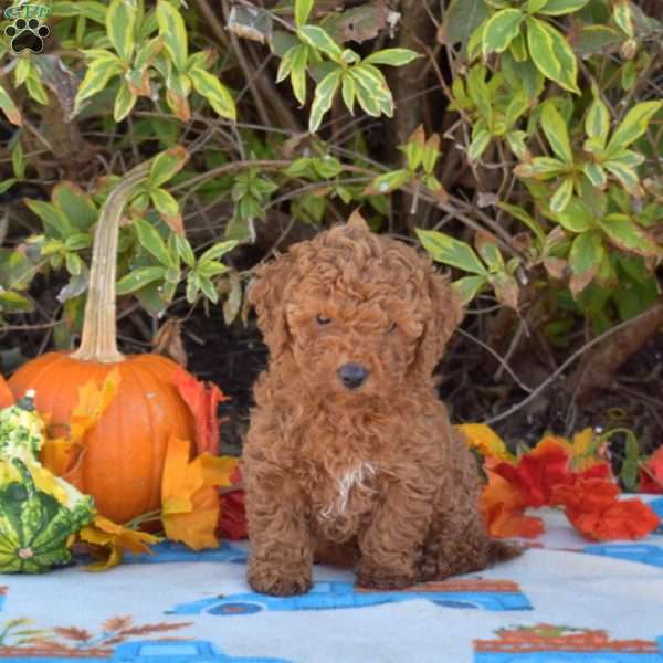 Honey, Miniature Poodle Puppy