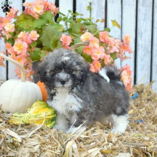 Honey, Havanese Puppy