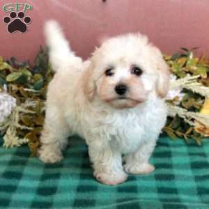 Honey, Maltipoo Puppy