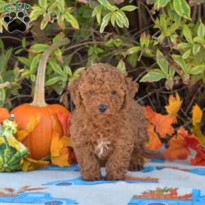 Honey, Miniature Poodle Puppy