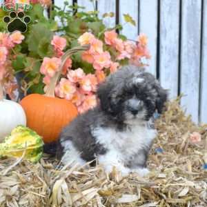 Honey, Havanese Puppy