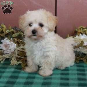 Honey, Maltipoo Puppy