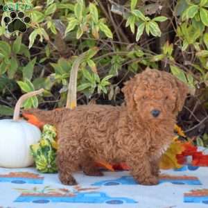 Honey, Miniature Poodle Puppy