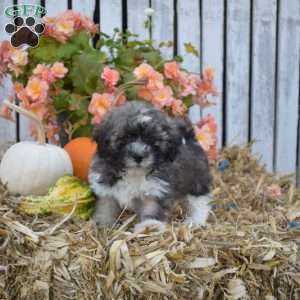 Honey, Havanese Puppy