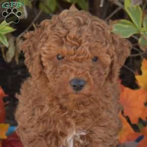 Honey, Miniature Poodle Puppy