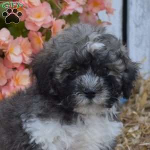 Honey, Havanese Puppy