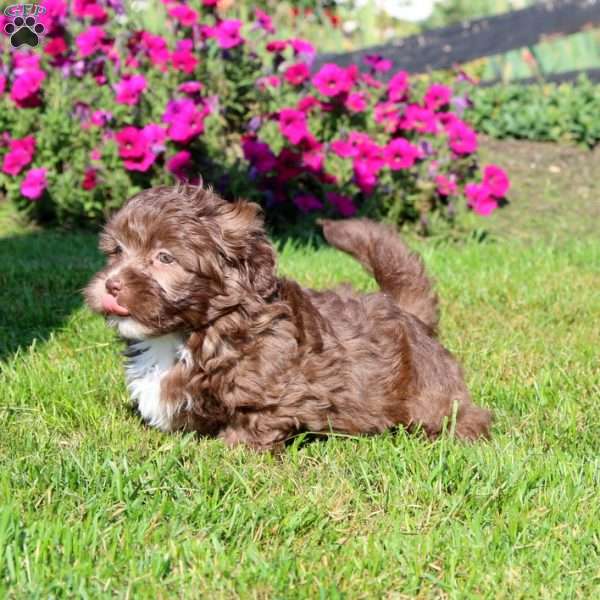 Honey, Shih-Poo Puppy